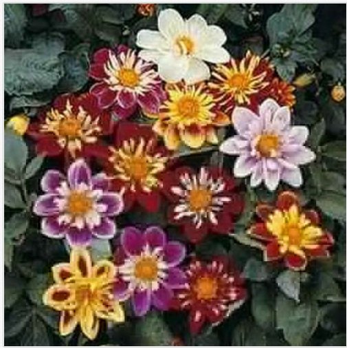 Neysastore Dahlia- Dandy Mix- 25 Seeds
