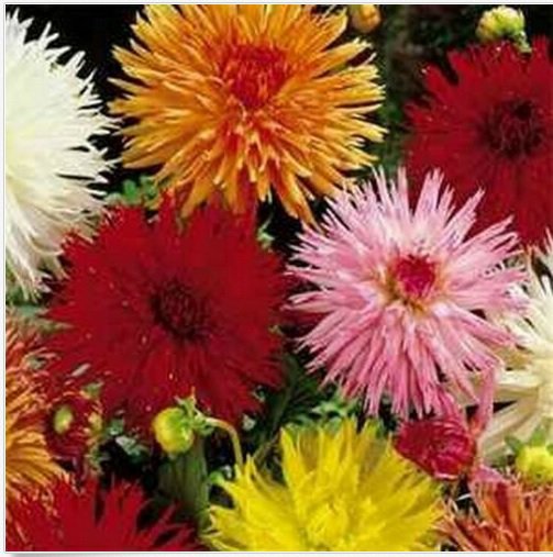 Neysastore Dahlia- Cactus Mix- 25 Seeds