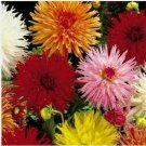 Neysastore Dahlia- Cactus Mix- 25 Seeds