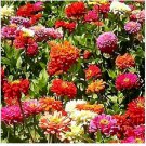Neysastore Dahlia- Unwin Bedding Mix- 100 Seeds