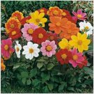 Neysastore Dahlia- Mignon Mix- 25 Seeds