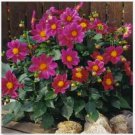 Neysastore Dahlia- Mignon Red- 25 Seeds