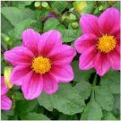 Neysastore Dahlia- Mignon Rose- 25 Seeds