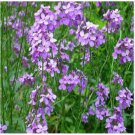 Neysastore Dames Rocket- Mix- 500 Seeds