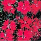 Neysastore Dianthus- Superbus Red- 100 Seeds