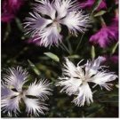 Neysastore Dianthus- Superbus White- 100 Seeds