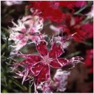 Neysastore Dianthus- Spooky Mix- 100 Seeds