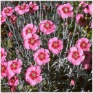 Neysastore Dianthus- Alwoodii Pink- 50 Seeds