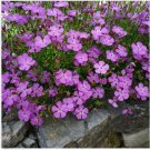 Neysastore Dianthus- Amur River- 50 Seeds