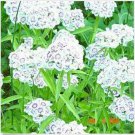 Neysastore Dianthus- Albus- 100 Seeds