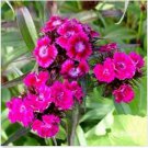 Neysastore Dianthus- Oeschburg- 100 Seeds