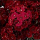 Neysastore Dianthus- Dunetti- 200 Seeds