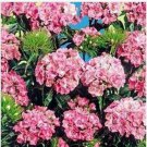 Neysastore Dianthus- Pink Beauty- 200 Seeds