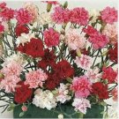 Neysastore Dianthus- Sonata- 100 Seeds
