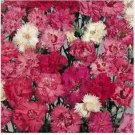 Neysastore Dianthus- Spring Beauty- 100 Seeds