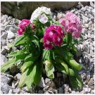 Neysastore Dianthus- Sweet William Mix- 200 Seeds