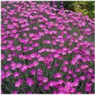 Neysastore Dianthus- Cheddar Pink- 50 Seeds