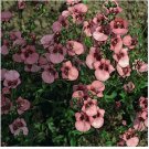 Neysastore Diascia Barberae- 100 Seeds