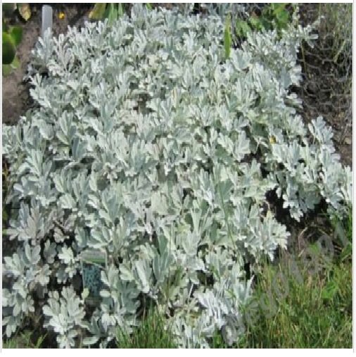 Neysastore Dusty Miller- 100 Seeds