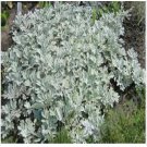 Neysastore Dusty Miller- 100 Seeds