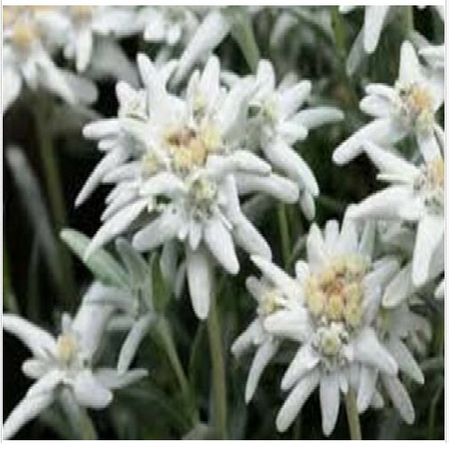 Neysastore Edelweiss- 100 Seeds