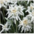 Neysastore Edelweiss- 100 Seeds