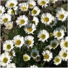 Neysastore Erigeron- Rocky - 50 Seeds