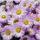 Neysastore Erigeron- Pink Jewels- 100 Seeds