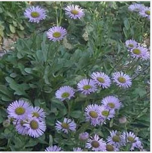 Neysastore Erigeron- Macranthus-100 Seeds