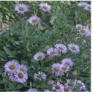Neysastore Erigeron- Macranthus-100 Seeds
