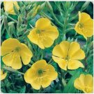 Neysastore Evening Primrose- Yellow- 500 Seeds