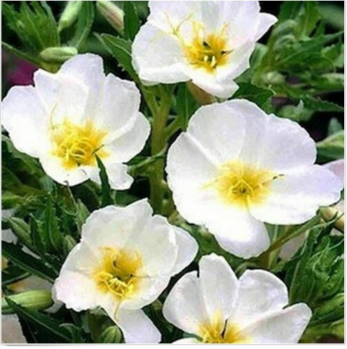 Neysastore Evening Primrose- White- 200 Seeds