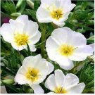 Neysastore Evening Primrose- White- 200 Seeds
