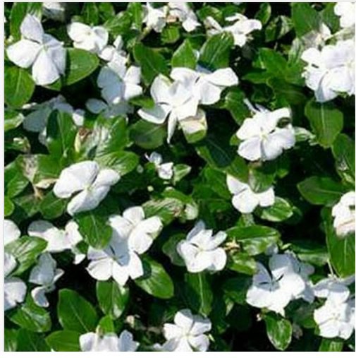 Neysastore Vinca- White- 50 Seeds
