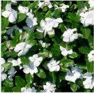 Neysastore Vinca- White- 50 Seeds