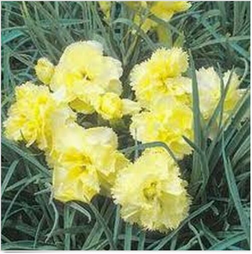 Neysastore Carnation- Yellow- 50 Seeds