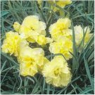 Neysastore Carnation- Yellow- 50 Seeds