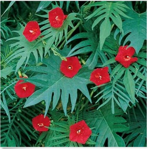 Neysastore Cardinal Climber- 25 Seeds
