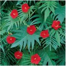 Neysastore Cardinal Climber- 25 Seeds