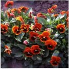 Neysastore Viola- Arkwright- 50 Seeds