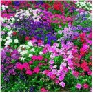 Neysastore Verbena- Mix- 50 Seeds