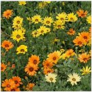 Neysastore African Daisy- Mixed Colors- 100 Seeds