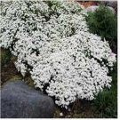 Neysastore Candytuft- Iberis- 50 Seeds