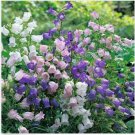 Neysastore Canterbury bells- Mixed colors- 100 Seeds