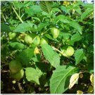 Neysastore Cape Gooseberry- 50 Seeds
