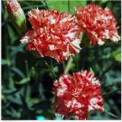 Neysastore Carnation- Avrenchin- 50 Seeds