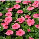 Neysastore Vinca- Pink- 50 Seeds