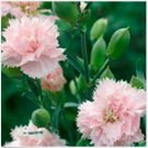 Neysastore Carnation- LaFrance- 50 Seeds