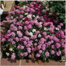 Neysastore Candytuft- Fairy mix- 500 Seeds