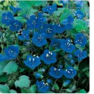 Neysastore California Bluebells- 500 Seeds